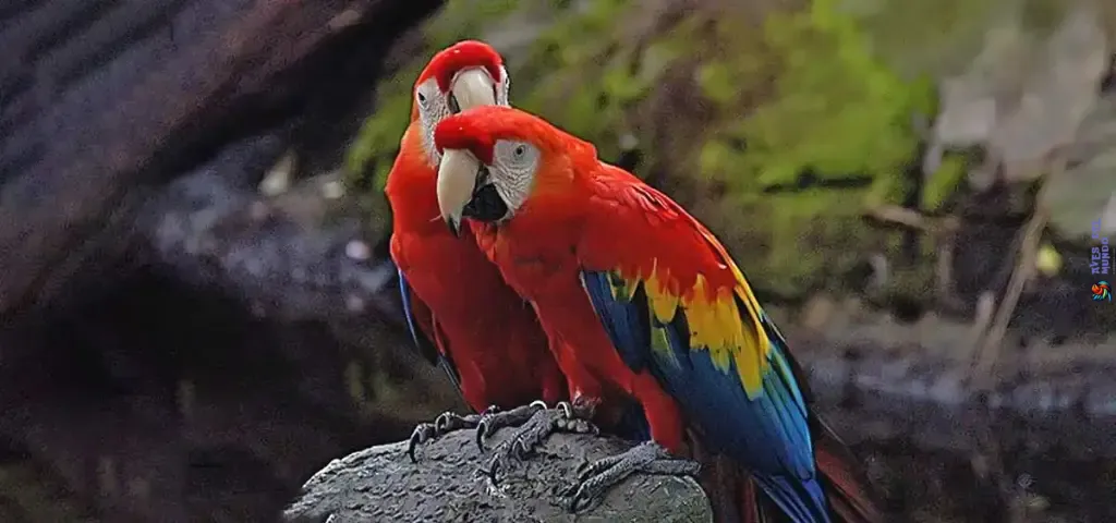 dos compañeros de guacamayo juntos