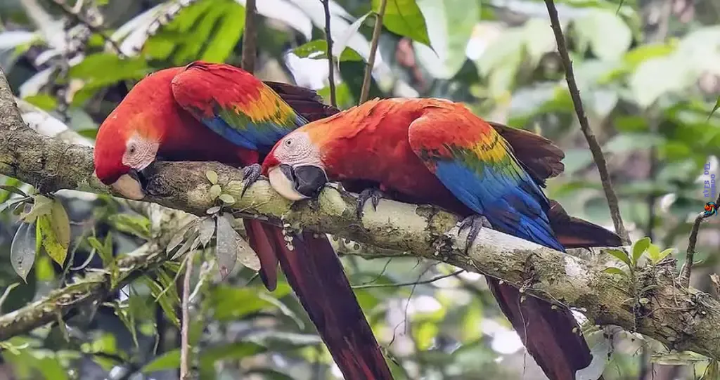 dos guacamayas rojas en un árbol