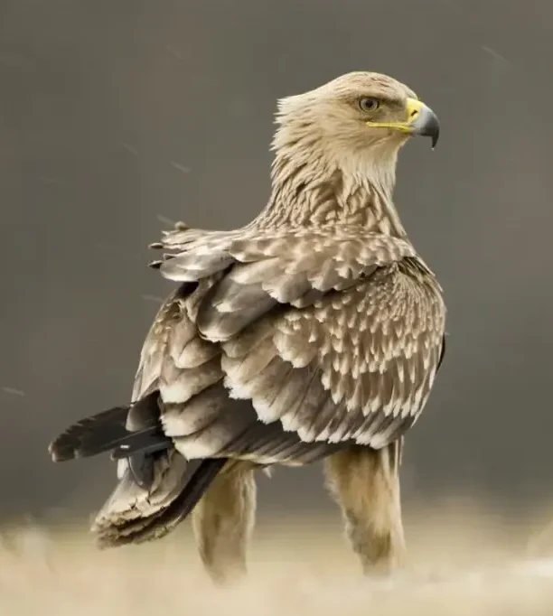 Eastern imperial eagle-Aquila heliaca