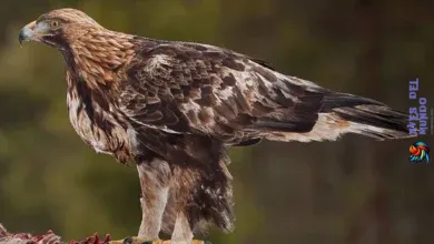 Moorish eagle-Geranoaetus melanoleucus