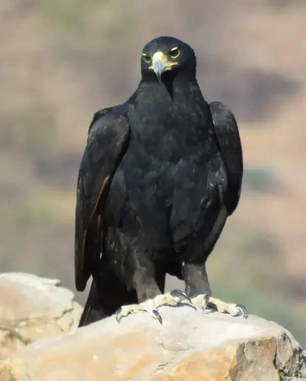Verreaux's eagle-Aquila verreauxii