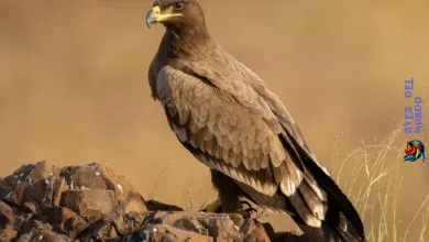 Steppe eagle-Aquila nipalensis