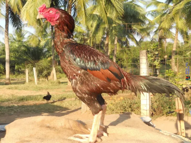 History of the Asil Chicken