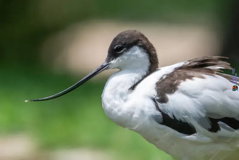 Pico de Avocetas
