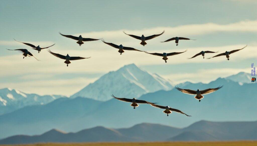 Bird migration patterns
