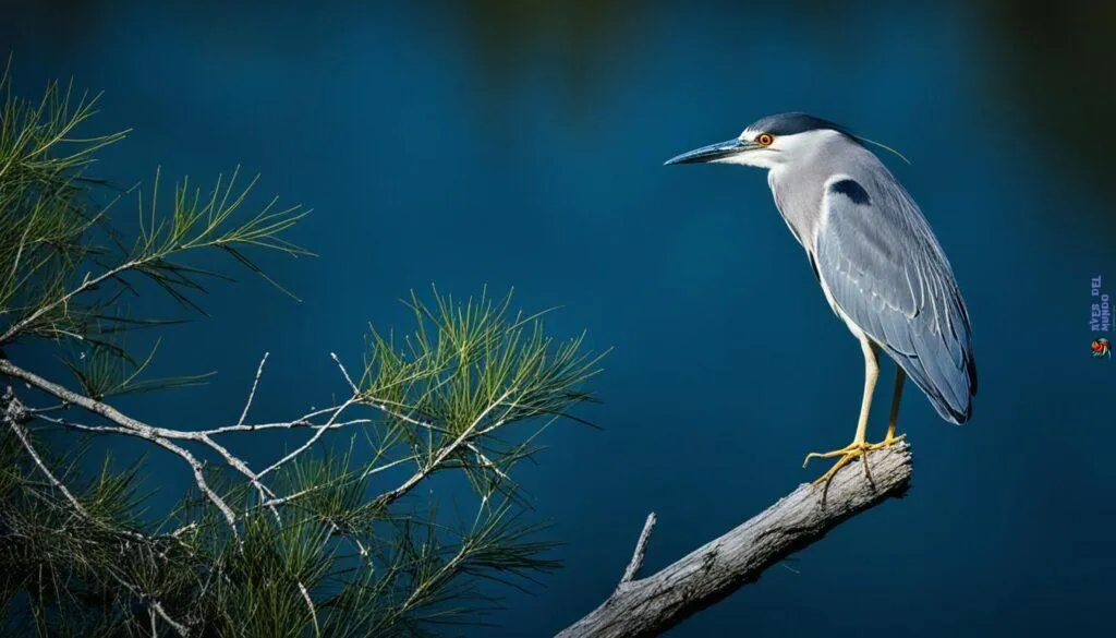 Black-Crowned Night Heron in its Natural Habitat