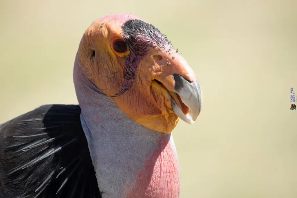 California Condor Conservation Status & Facts