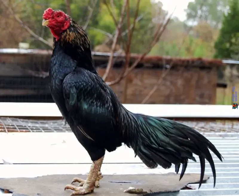 Characteristics of Asil Chickens