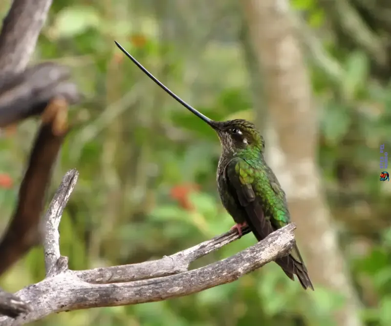 Pico de Colibrí Picoespada