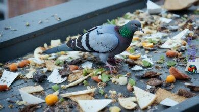 Do pigeons eat rats?