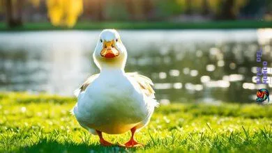Domestic bird breed of the month