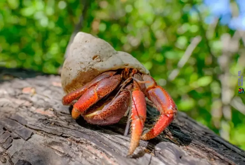 El Cangrejo Ermitaño