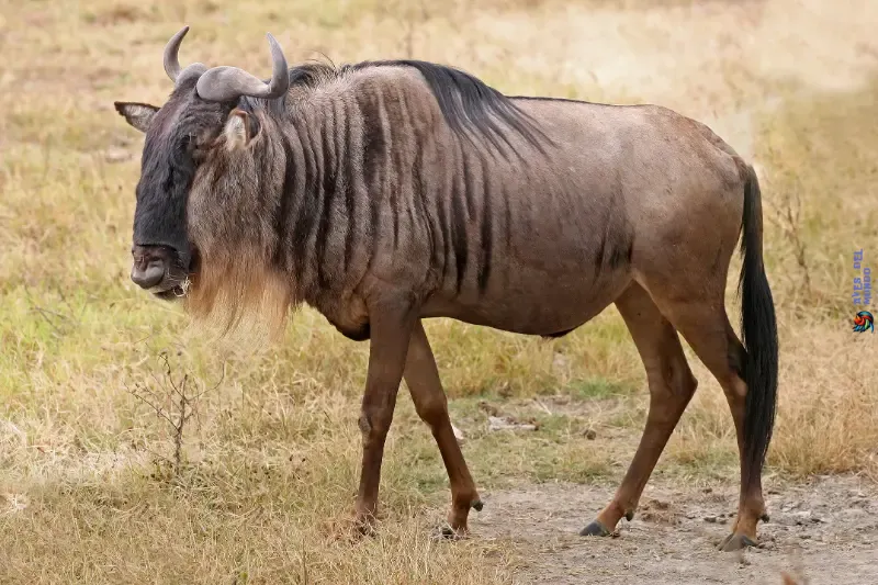 El Ñu