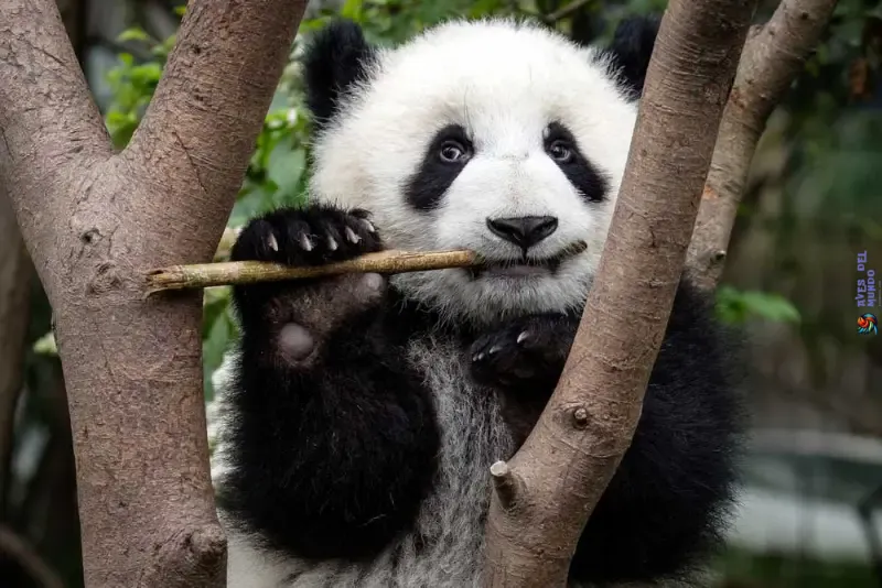 El Oso Panda