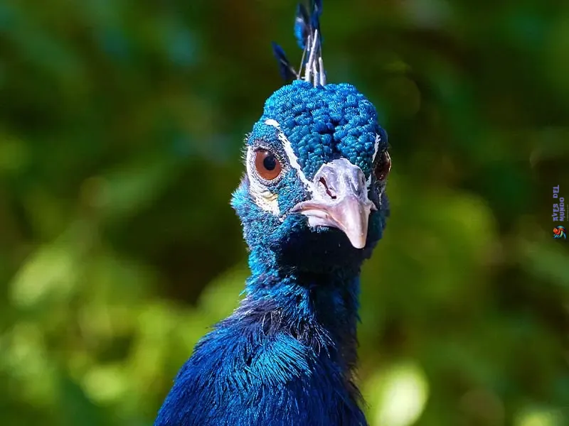 El Pavo Real