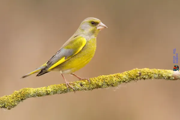 European Greenfinch