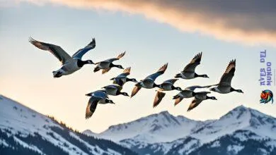 Exploring the life of migratory birds