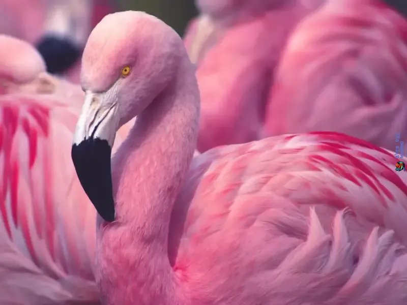 Pico de Flamencos