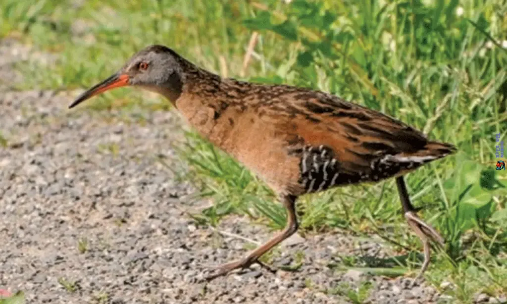 The Fascinating World of Flightless Birds