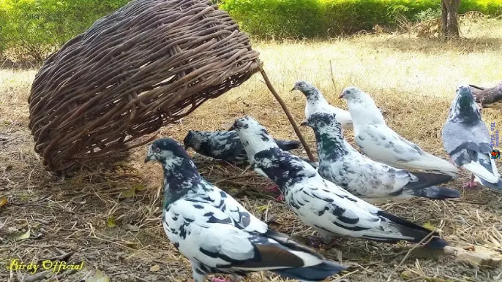 Humane Pigeon Trapping