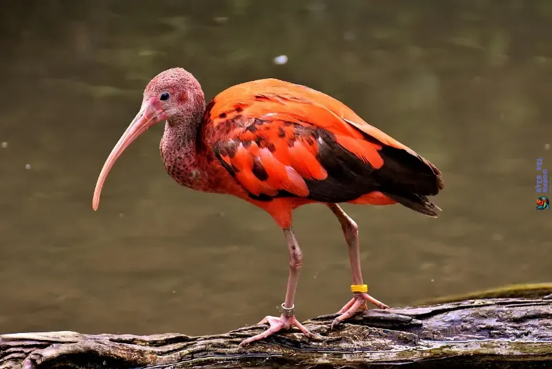 Pico de Ibis