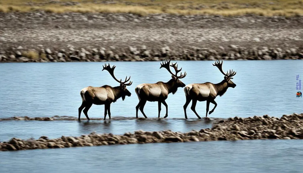 Impact of Climate Change on Wildlife Migration Patterns