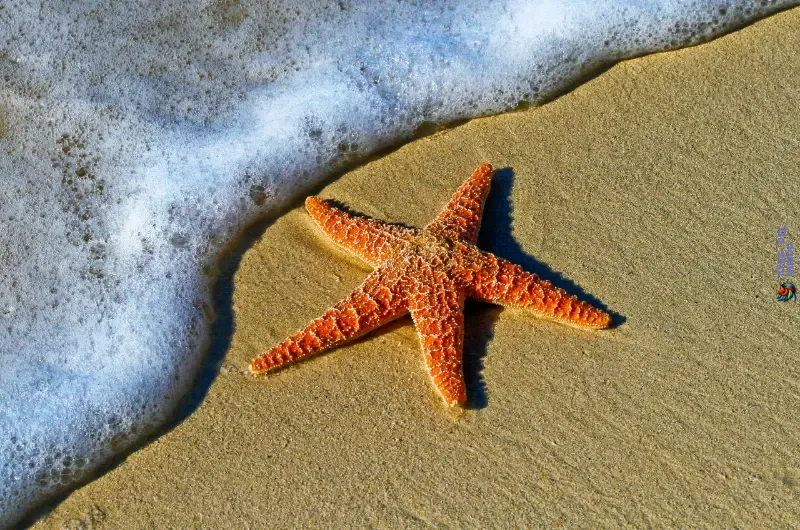 La Estrella de Mar