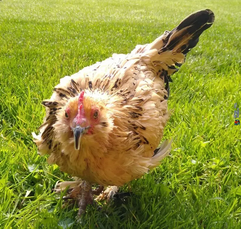 La Gallina