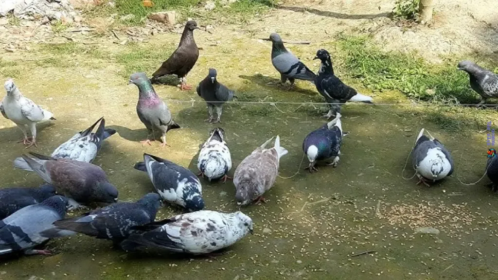 Pigeon Trapping