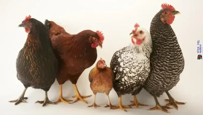 Plymouth Rock Chicken Breed