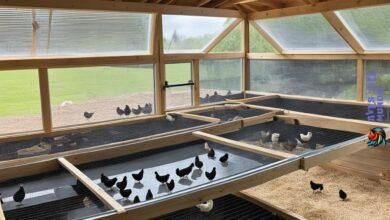Proper management of the chicken coop