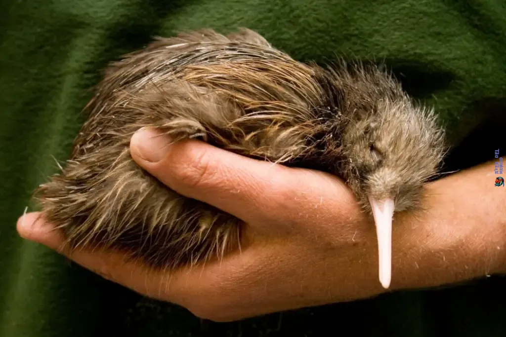 Researchers shed light on why kiwi and moa became flightless
