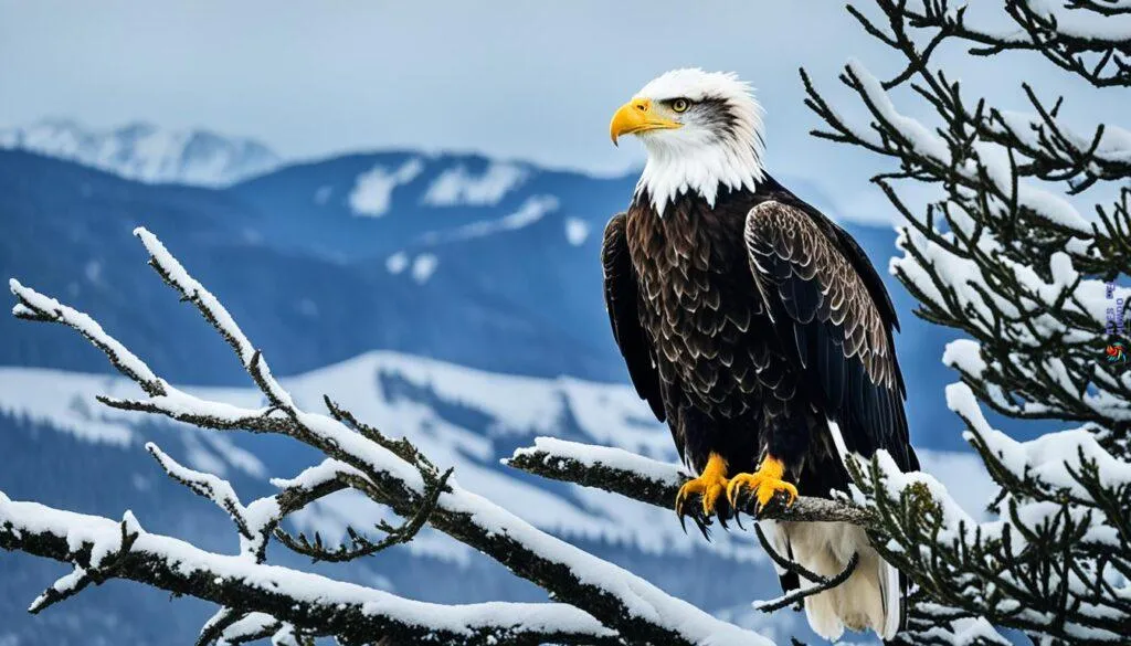 Steller's Sea Eagle Steller's Sea Eagle