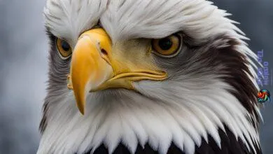 Steller’s Sea Eagle