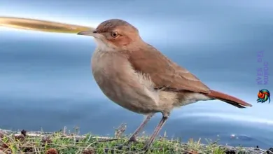 The Common Birds of Argentina
