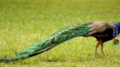 The Indian Peafowl India's National Bird
