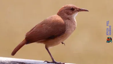 The National Bird of Argentina