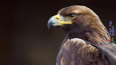 The National Bird of GermanyThe Golden Eagle