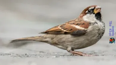 The National Bird of Italy The Italian Sparrow
