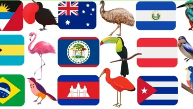 The National Birds and Symbols
