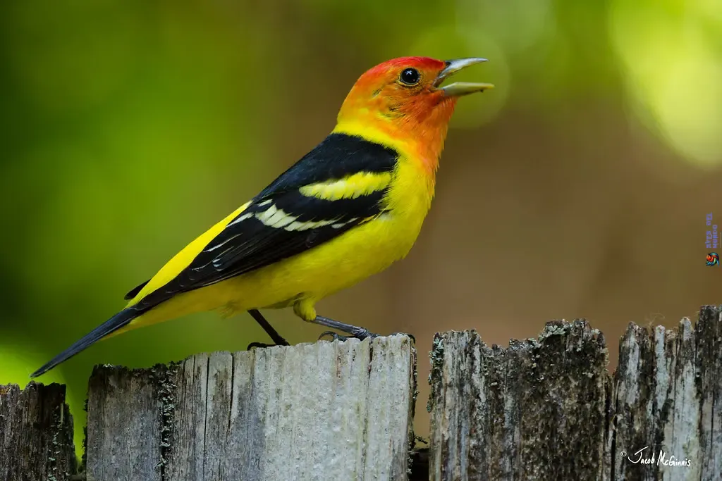 The Secret Language of Birds