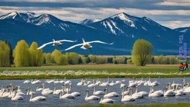 The Trumpeter Swan Migration