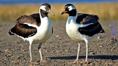 The importance of thin legs in birds