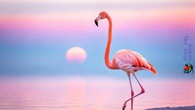 The unique adaptations of flamingos