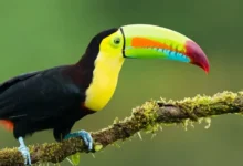 Toucan Types