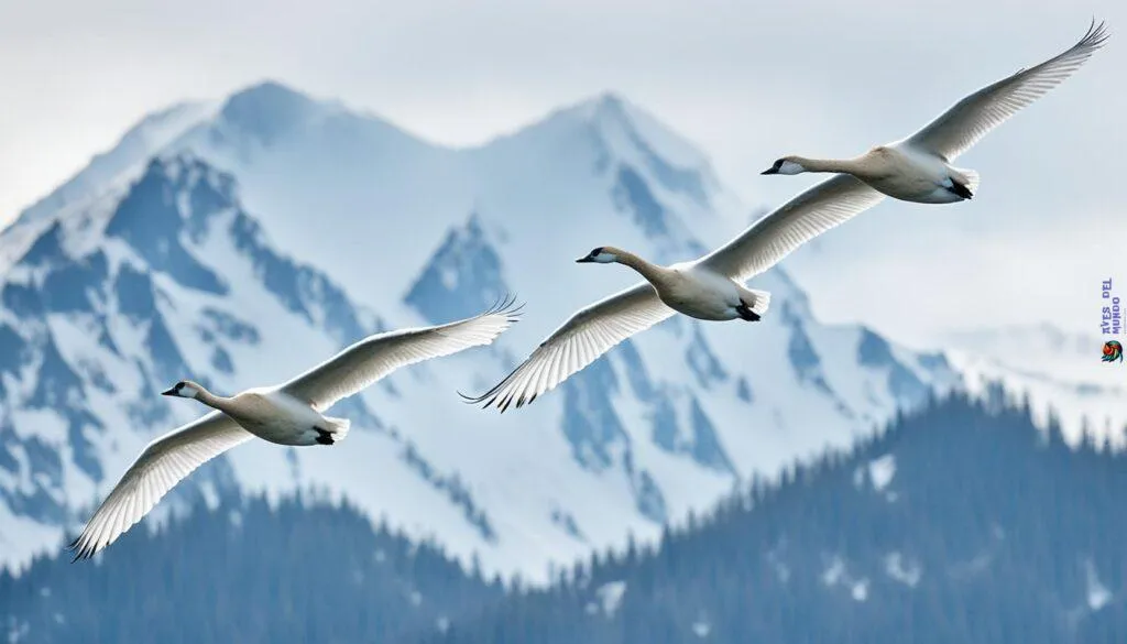 Trumpeter Swan Migration