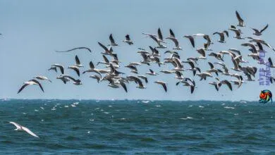Types of seagulls