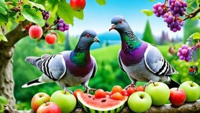 What fruit can pigeons eat?