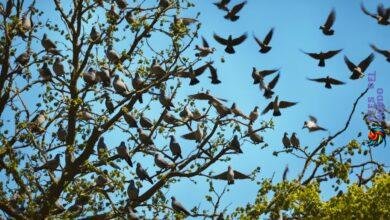 What happens to the birds native to a place when the pigeons arrive?