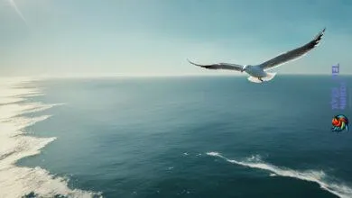 What is so special about seagulls?